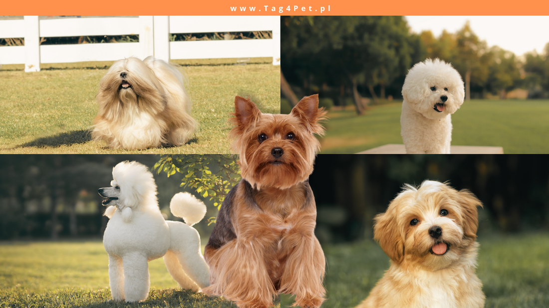 Czy psy mają włosy czy sierść? Wyjaśniamy, jak naprawdę wygląda psia okrywa